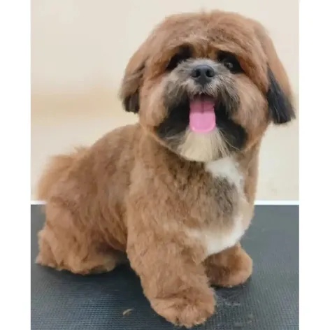 Small Mixed Breed after grooming